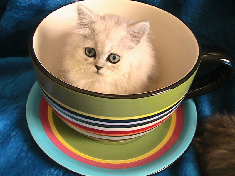 Fluffy Kitten in Cup — White