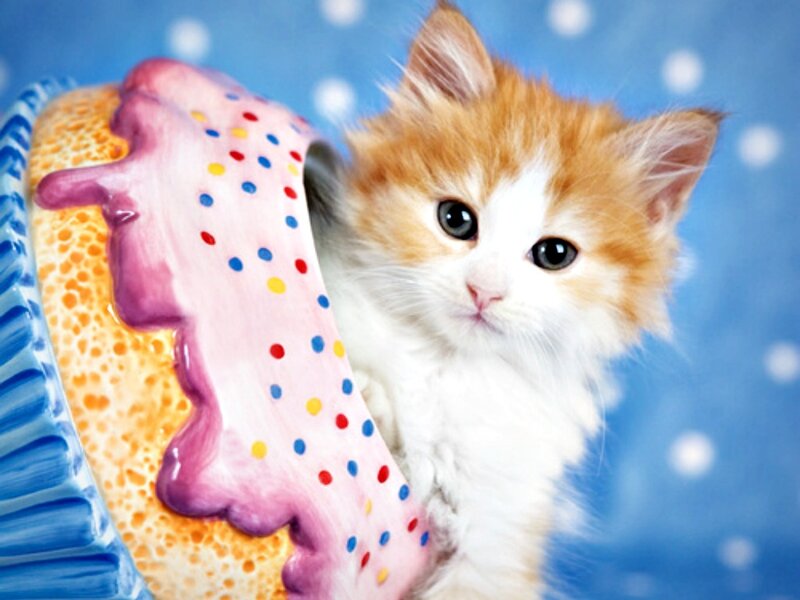 Fluffy Kitten in Cupcake