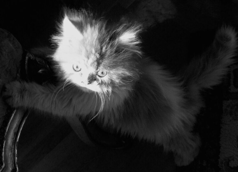 Fluffy Kitten in Dark Room