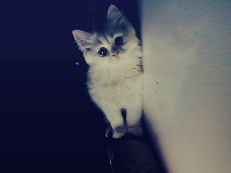 Fluffy Kitten in Dark