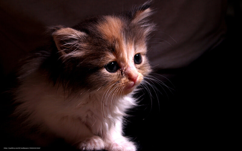 fluffy kitten in dim light