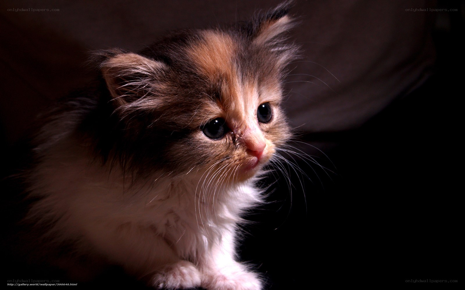 fluffy kitten in dim light