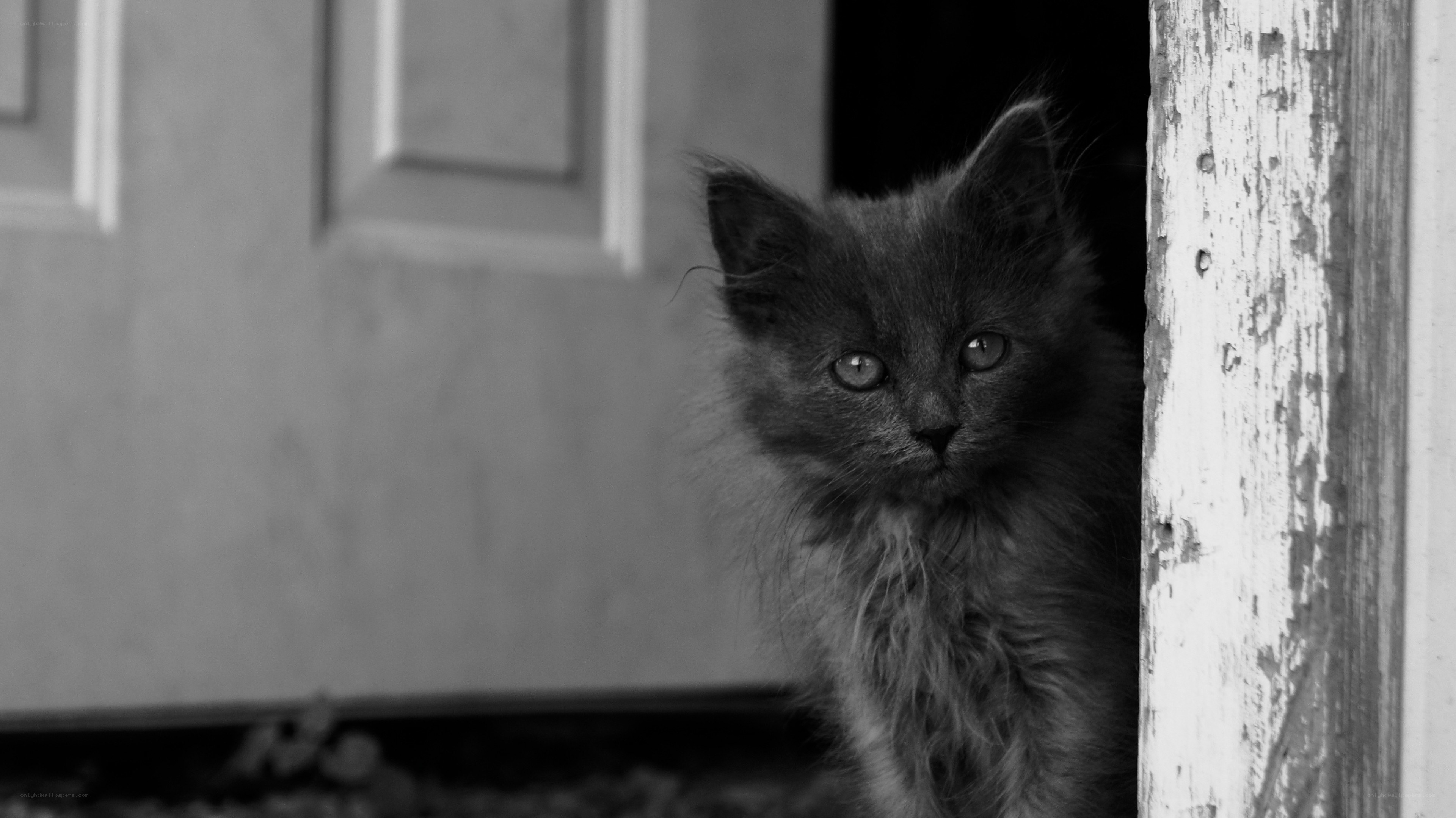 fluffy kitten in doorway