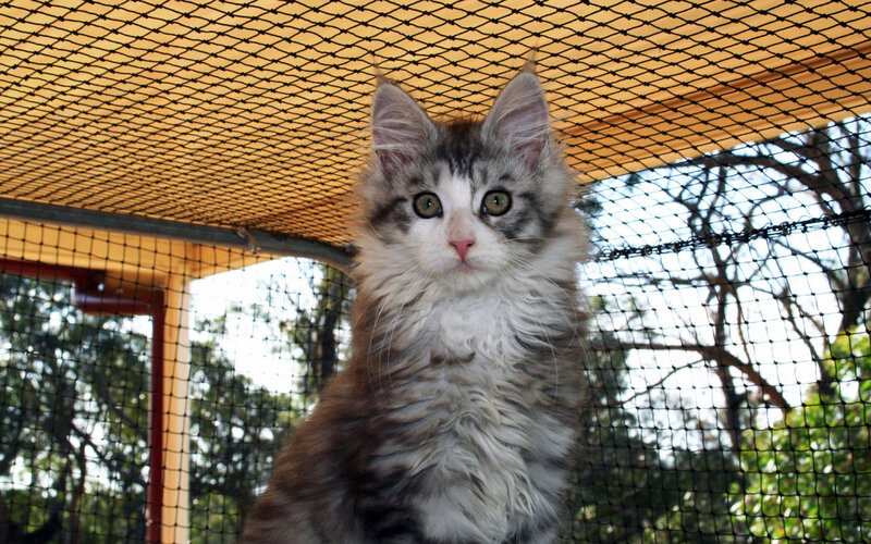 Fluffy Kitten in Enclosure — White