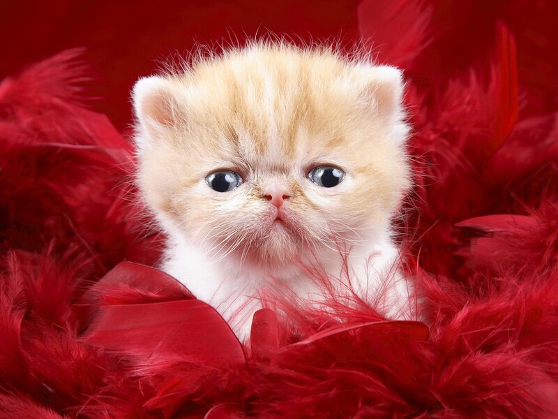 Fluffy Kitten in Feathers — Photograph