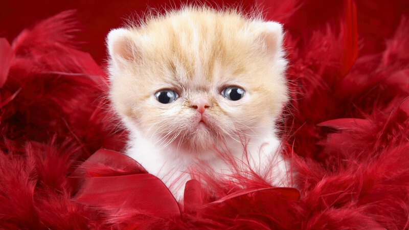 Fluffy Kitten in Feathers — Red, Calm, Photograph
