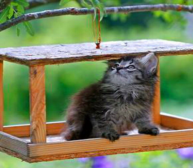 Fluffy Kitten in Feeder