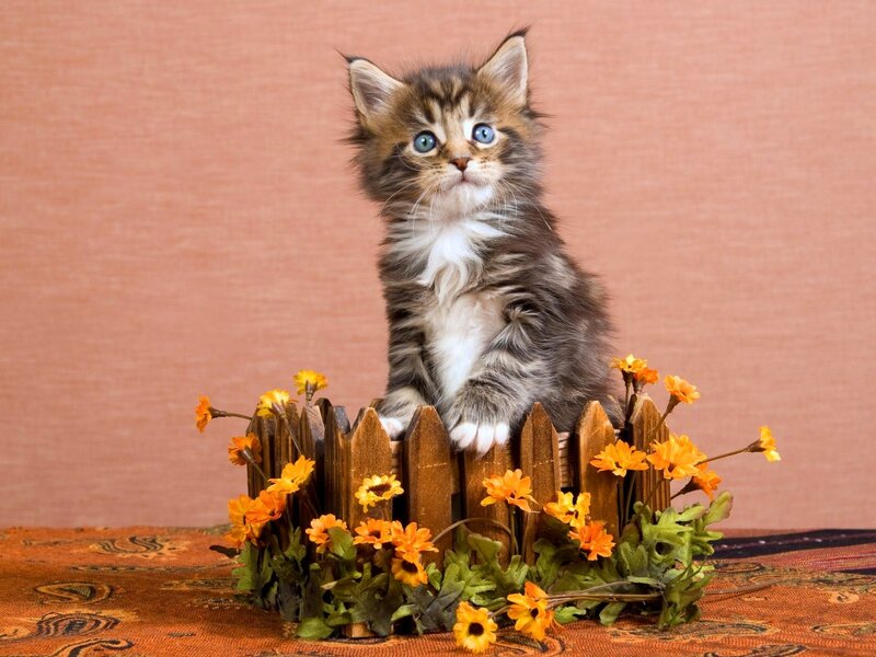 Fluffy Kitten in Fence