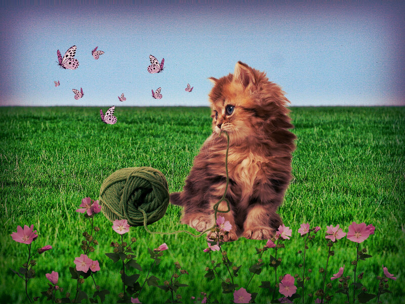 Fluffy Kitten in Field
