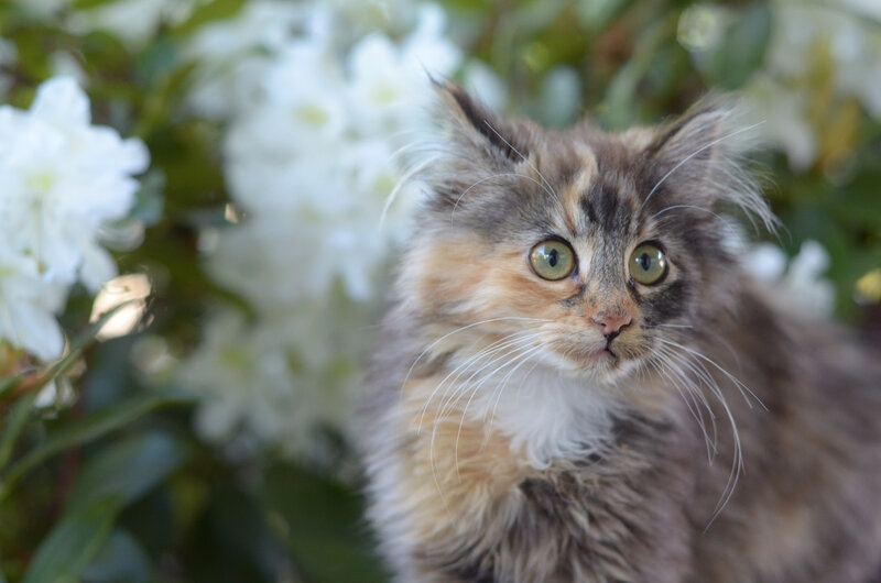 Fluffy Kitten in Flowers — Brown