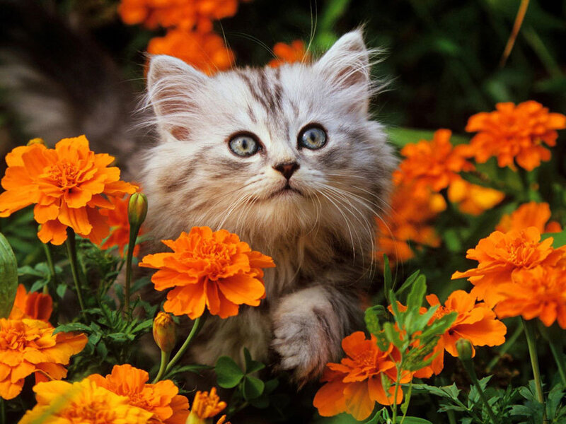Fluffy Kitten in Flowers — Orange