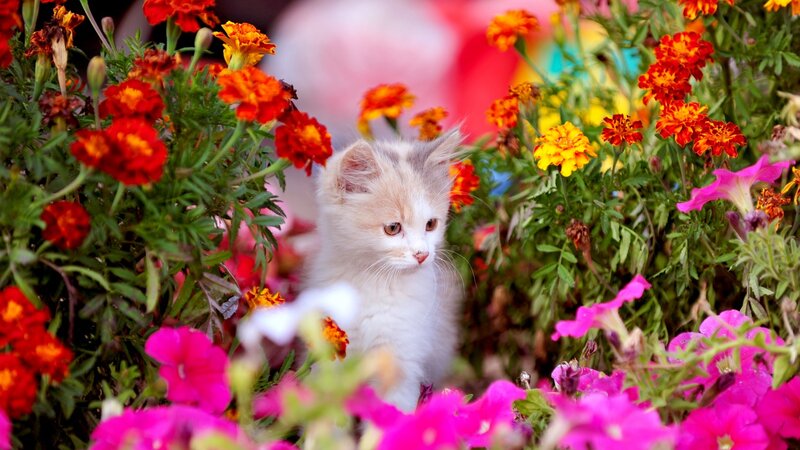 Fluffy Kitten in Flowers — Pink, Calm
