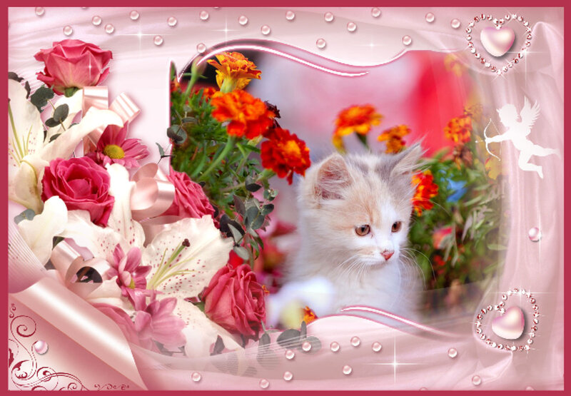 Fluffy Kitten in Flowers — Pink, Romantic