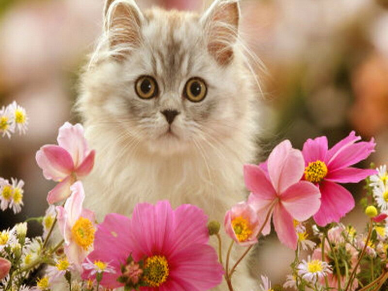 Fluffy Kitten in Flowers — Pink, Serene, Spring, Photograph
