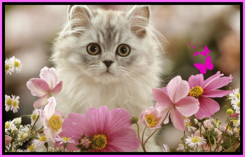Fluffy Kitten in Flowers — Pink, Serene, Spring