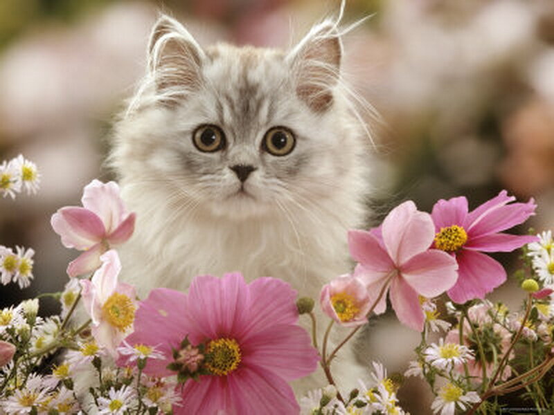 Fluffy Kitten in Flowers — Pink, Serene