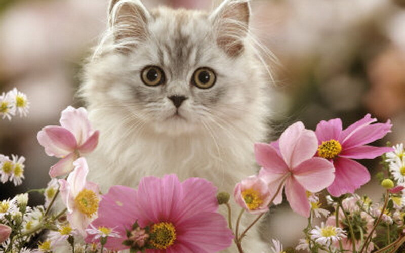 Fluffy Kitten in Flowers — Pink