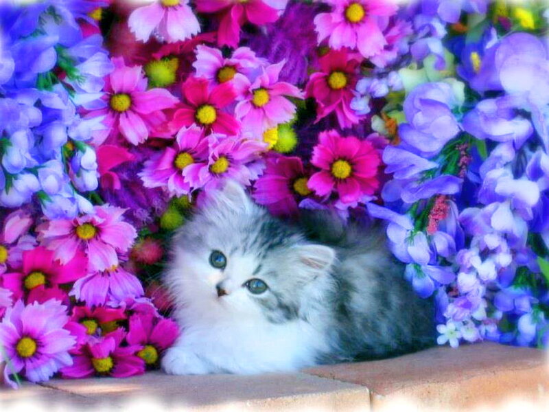 Fluffy Kitten in Flowers — Purple, Calm, Afternoon