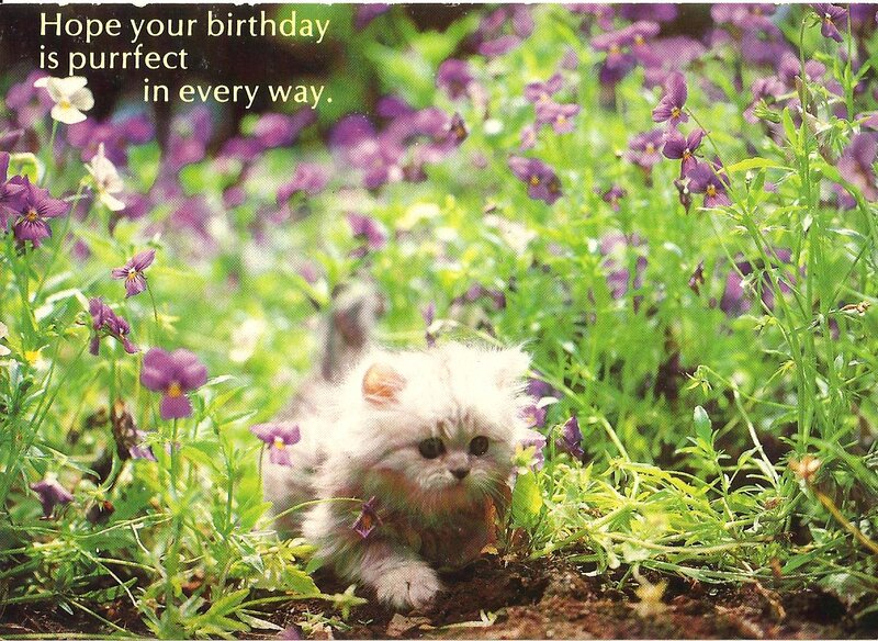 Fluffy Kitten in Flowers — Purple, Calm