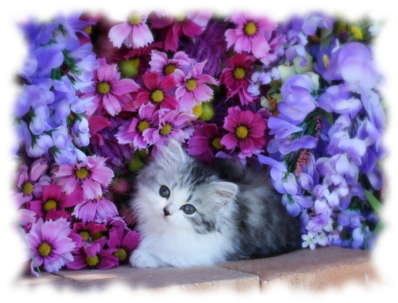Fluffy Kitten in Flowers — Purple