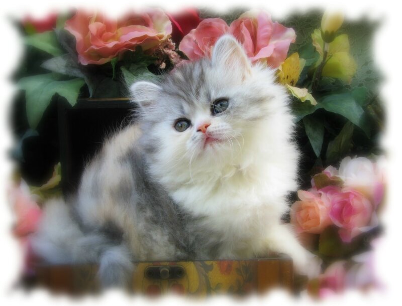 Fluffy Kitten in Flowers — White, Calm, Photograph, Box