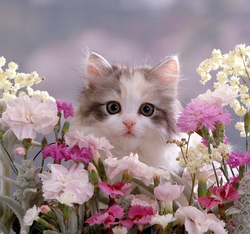 Fluffy Kitten in Flowers — White, Calm, Photograph, Carnations