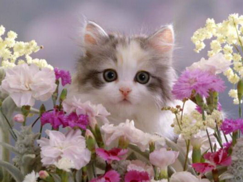 Fluffy Kitten in Flowers — White, Calm, Photograph, Cat