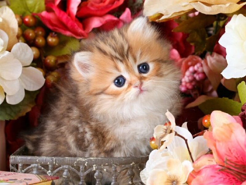Fluffy Kitten in Flowers — White, Calm, Photograph