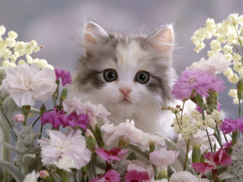 Fluffy Kitten in Flowers — White, Calm