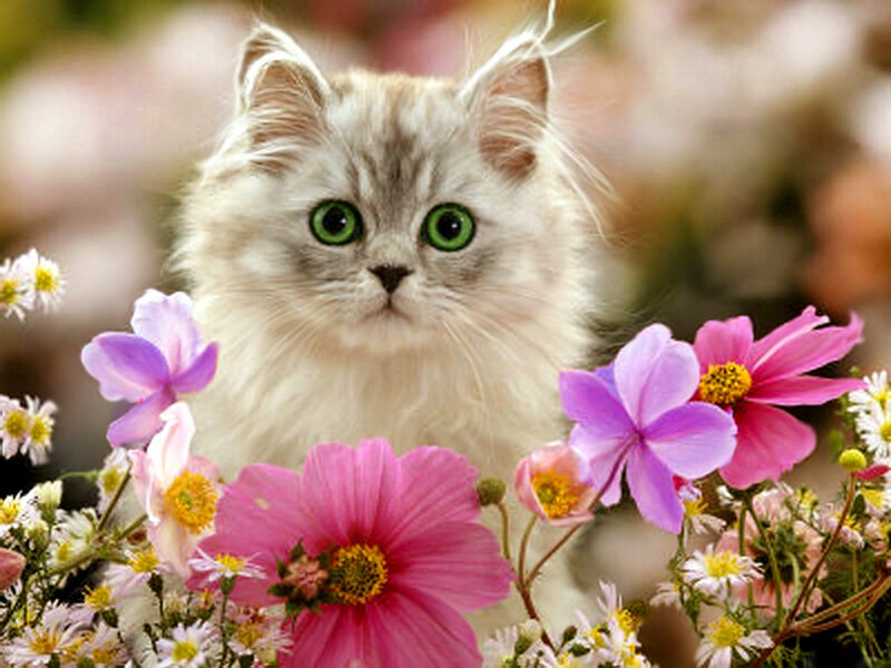 Fluffy Kitten in Flowers — White, Serene