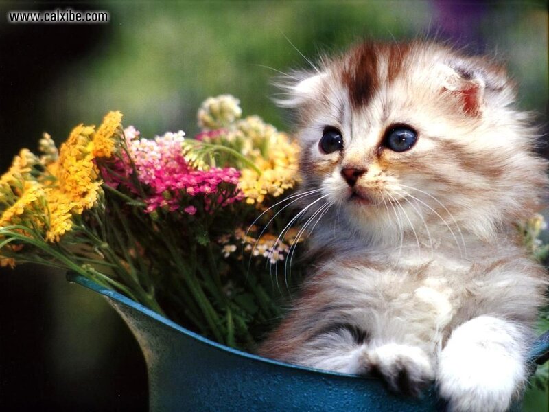 Fluffy Kitten in Flowers — White