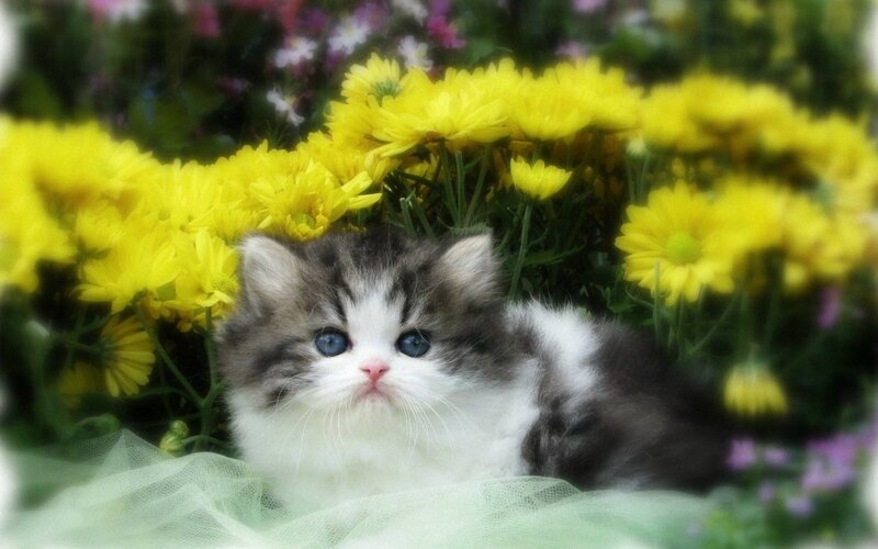 Fluffy Kitten in Flowers — Yellow, Calm, Spring