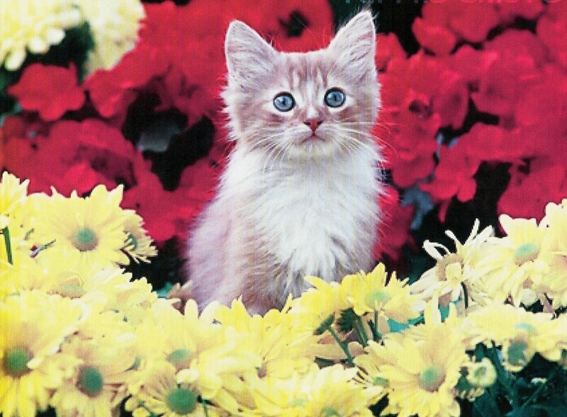 Fluffy Kitten in Flowers — Yellow, Calm