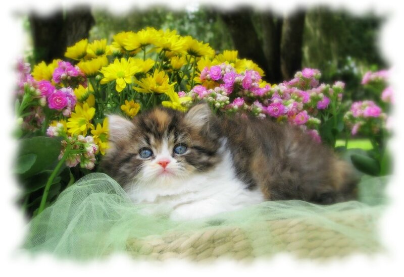 Fluffy Kitten in Flowers — Yellow, Serene