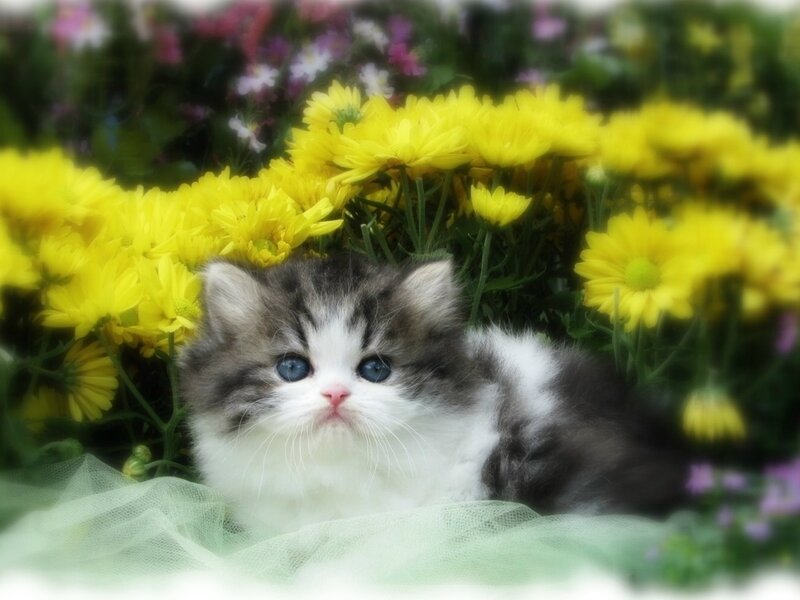Fluffy Kitten in Flowers — Yellow