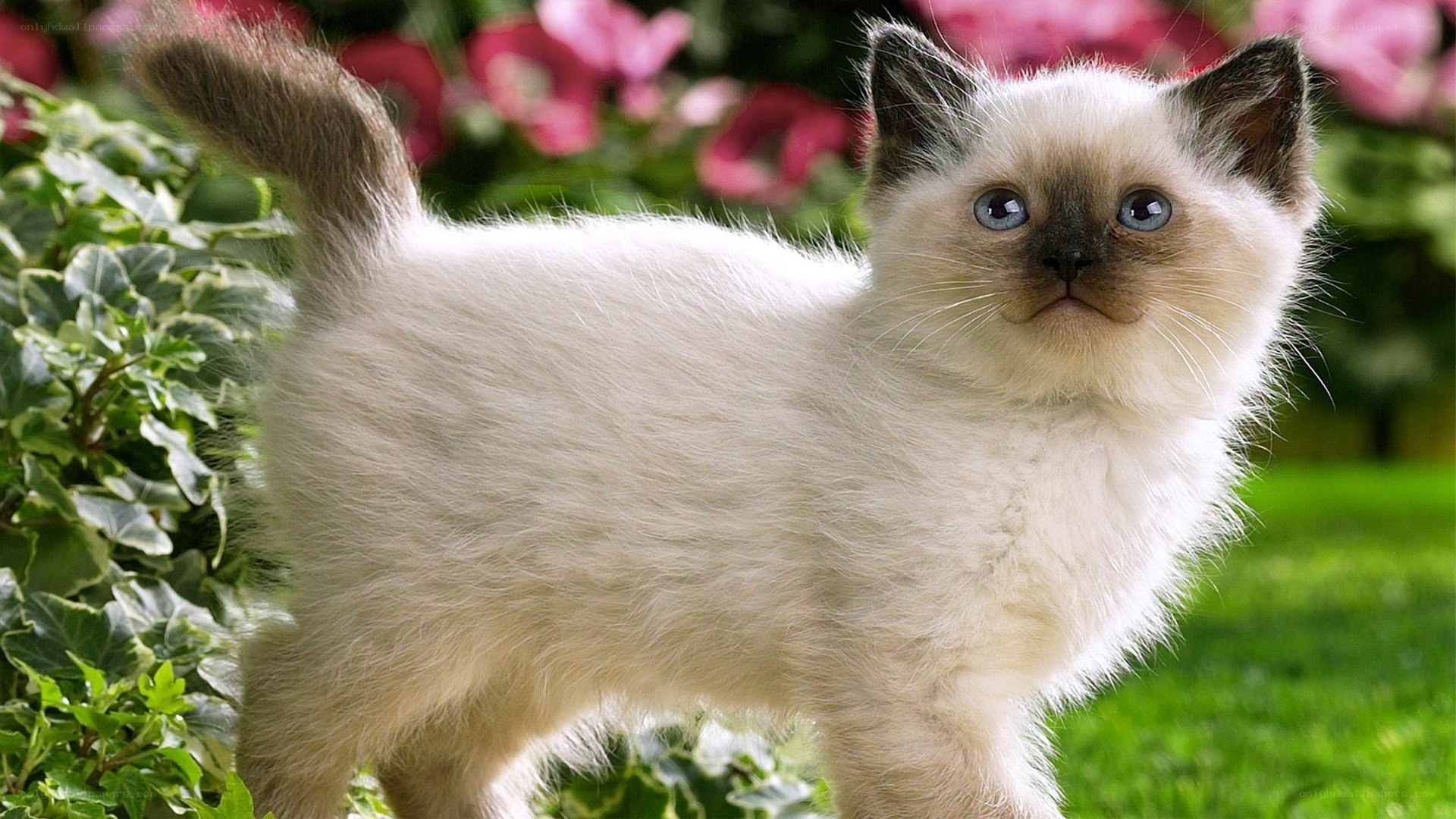 fluffy kitten in garden