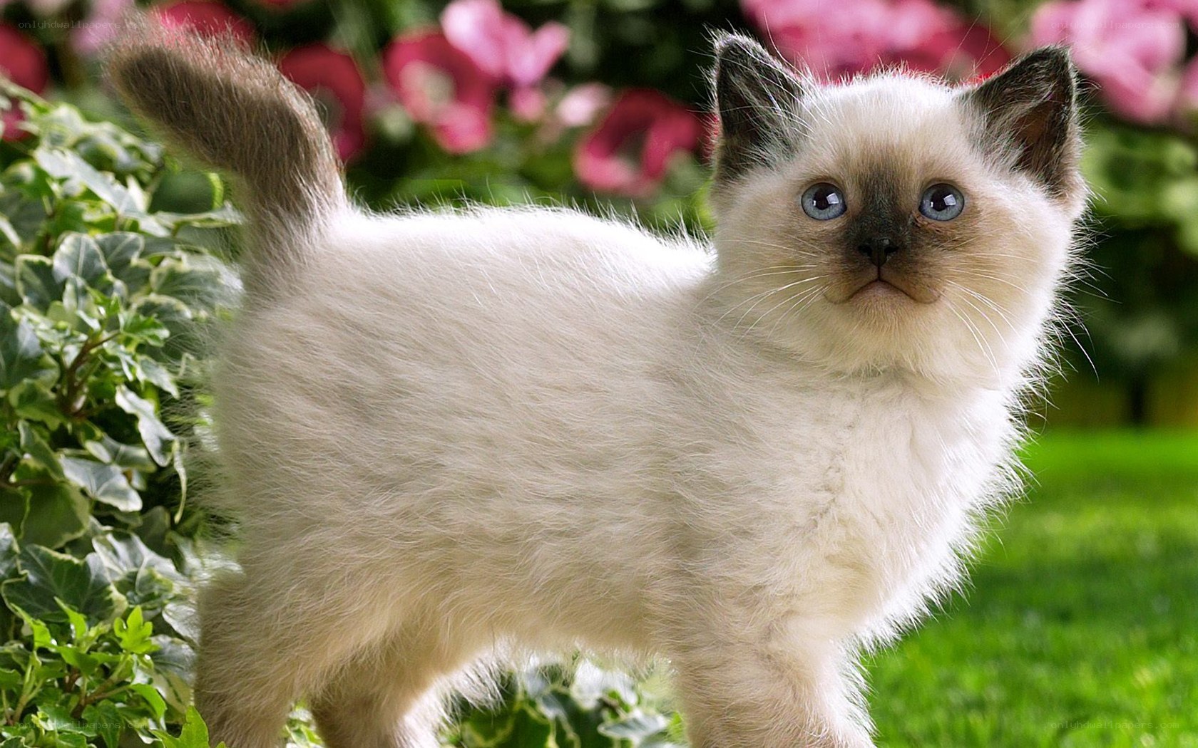 fluffy kitten in garden