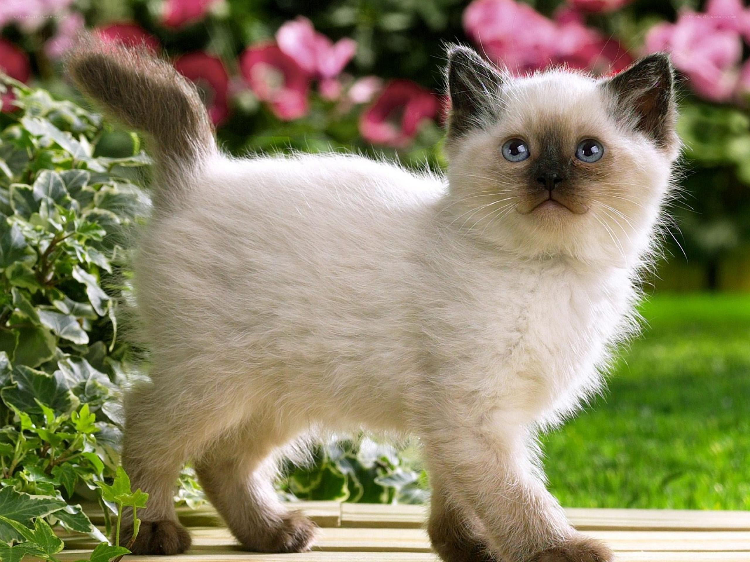 fluffy kitten in garden