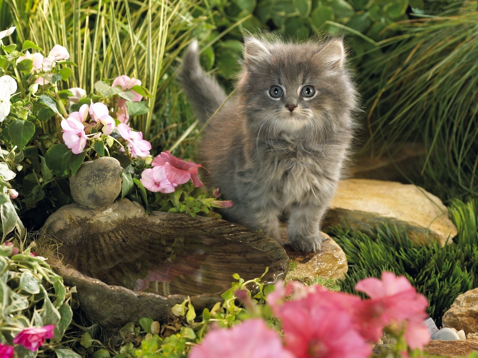 Fluffy kitten in garden