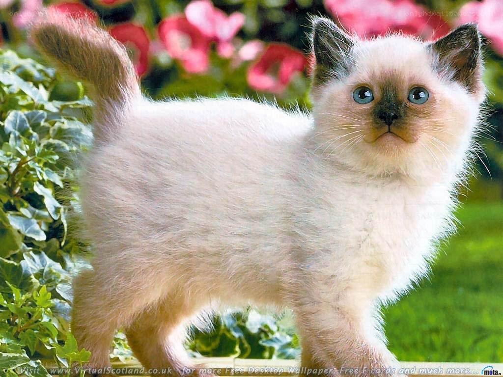 fluffy kitten in garden