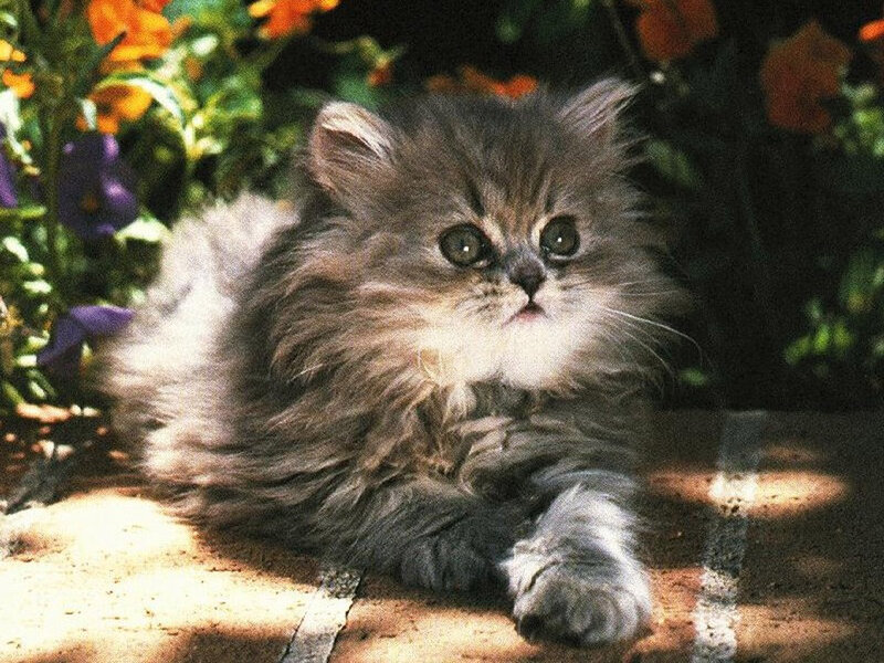Fluffy Kitten in Garden — Gray, Calm