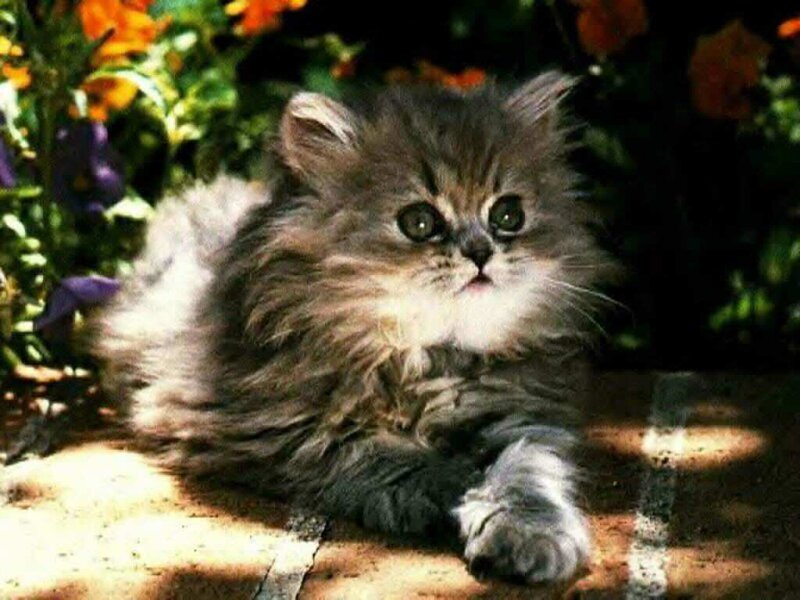 Fluffy Kitten in Garden — Gray