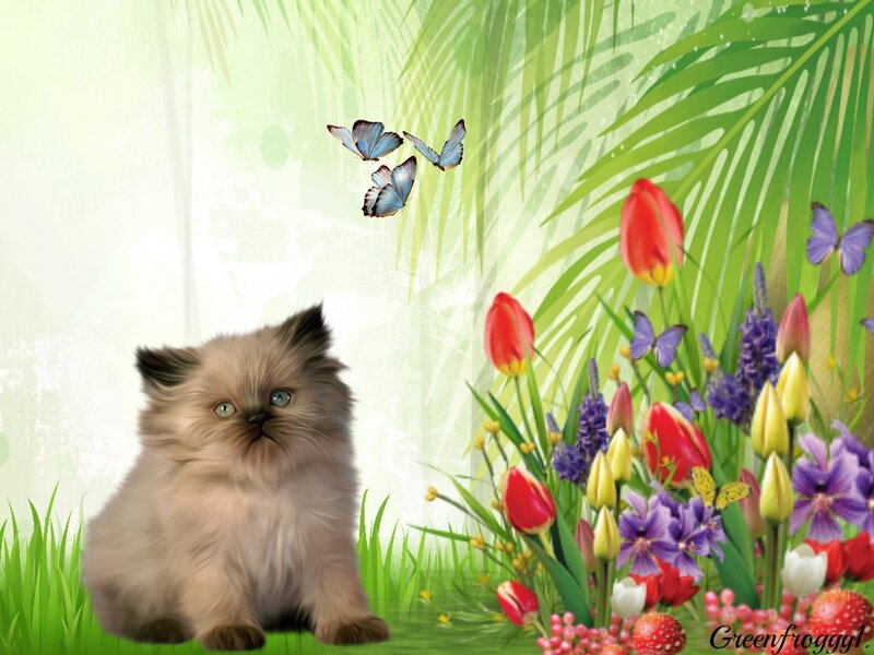 Fluffy Kitten in Garden — Green, Serene