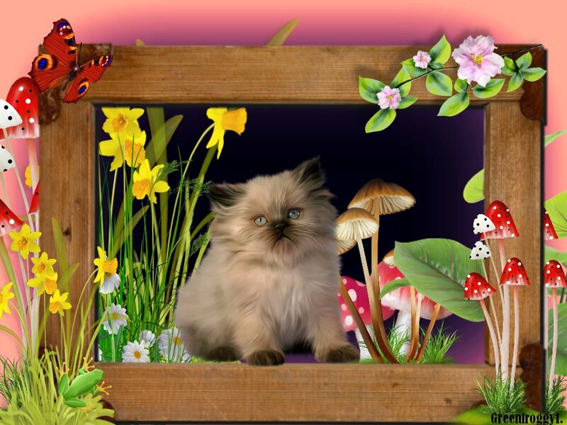 Fluffy Kitten in Garden — Green, Whimsical