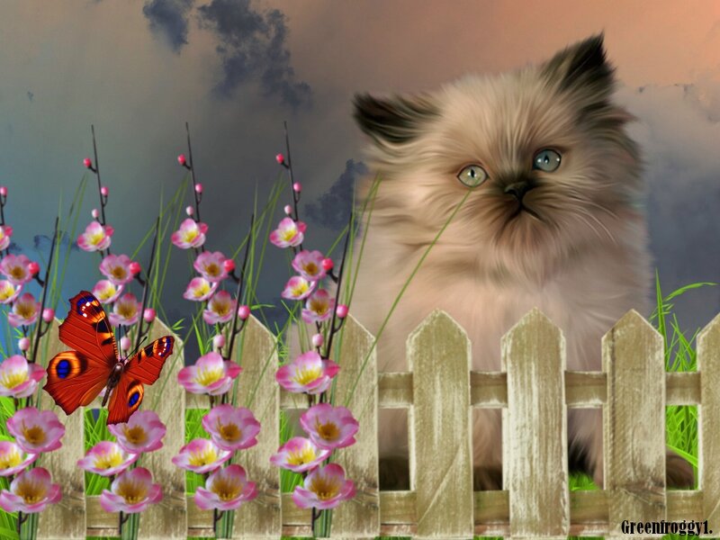 Fluffy Kitten in Garden — Pink, Serene