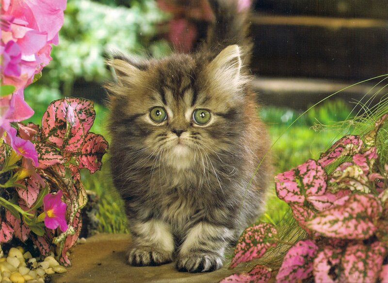 Fluffy Kitten in Garden — Pink