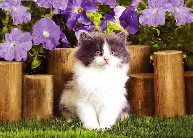 Fluffy Kitten in Garden — White
