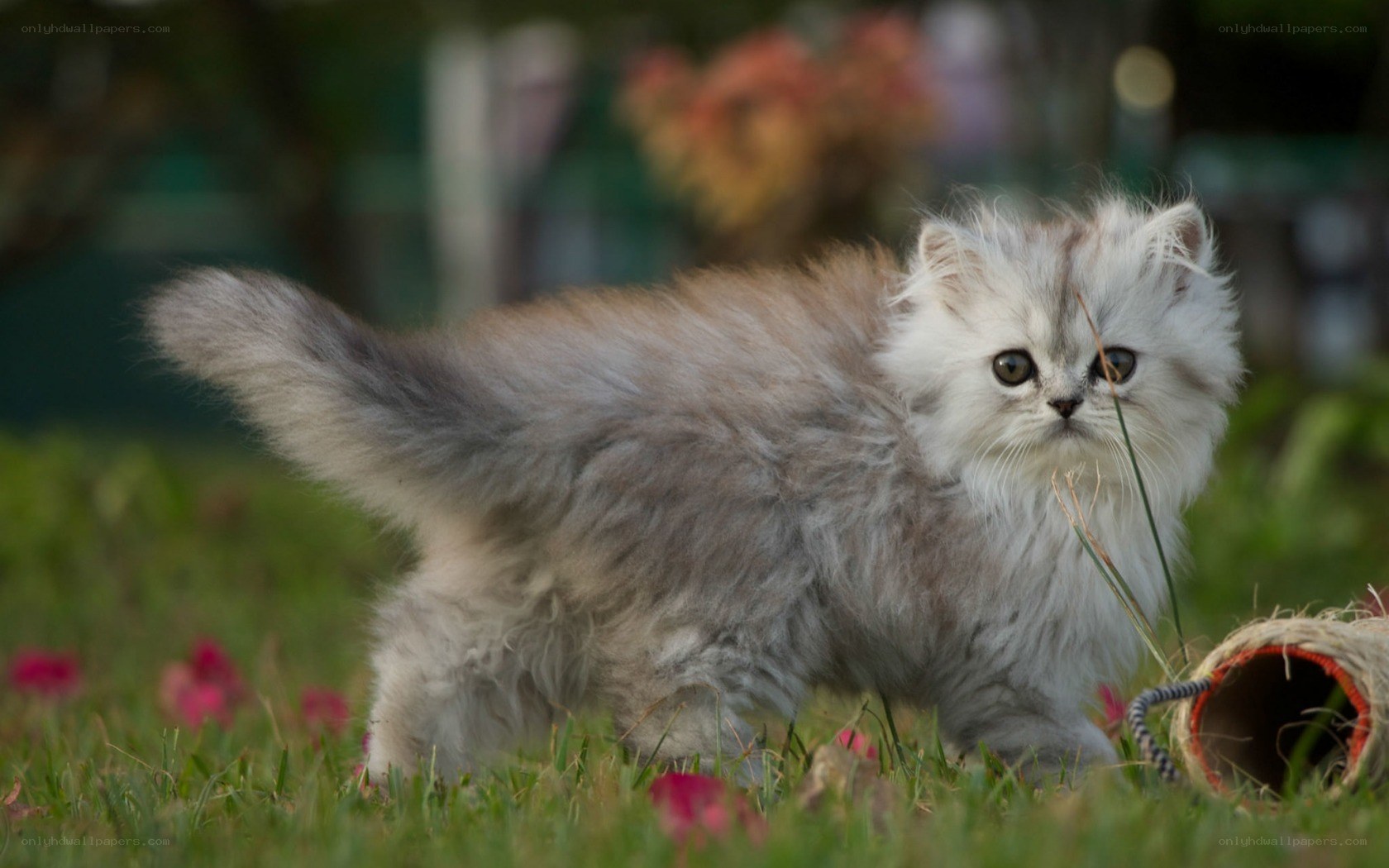 fluffy kitten in garden