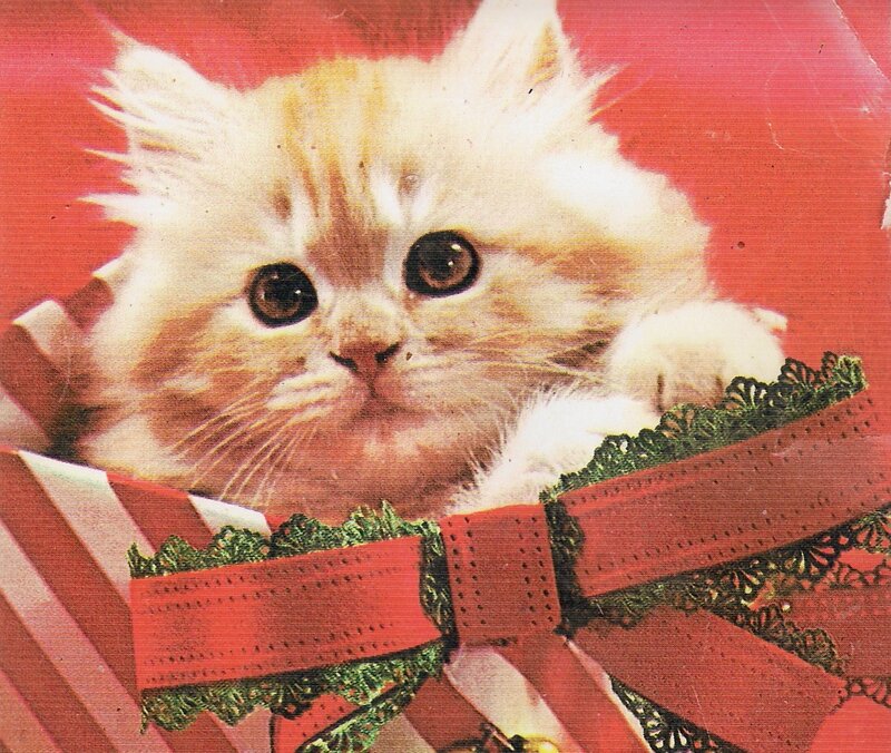 Fluffy Kitten in Gift Box