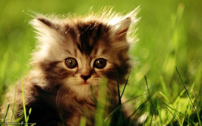 fluffy kitten in grass